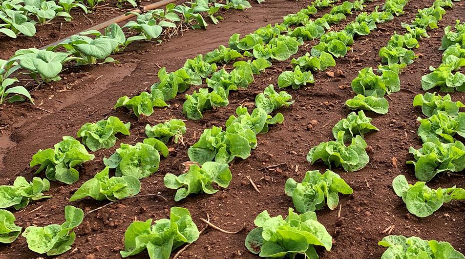 Lettuce crops - credit: Flickr/NRCS Pacific Islands Area